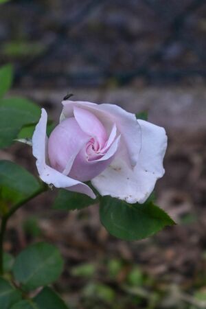 DSC 5945-2-w.jpg