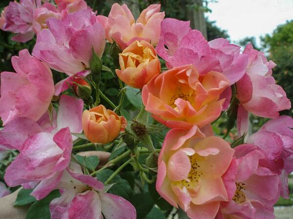 Suzon – Rose-Biblio