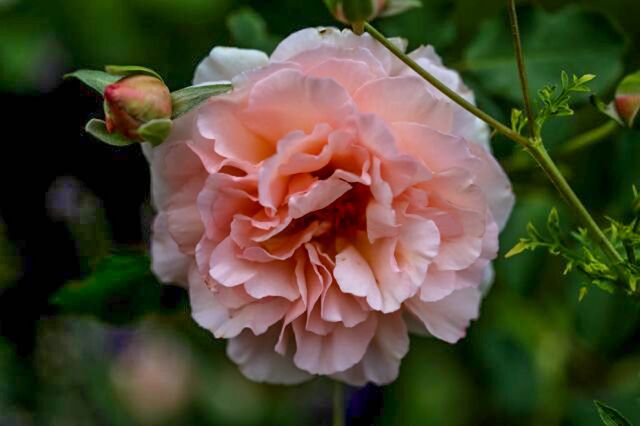Wow Factor – Rose-Biblio