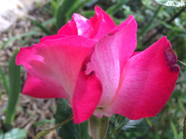 Une grande et belle rose qui plait même aux insectes!