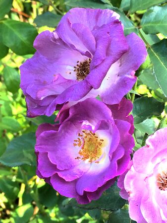 Coloris variant du rose au voilet/mauve/brunâtre rendant sa description bien difficile. Mais la rose d'autant plus intéressante!