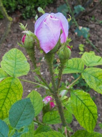 Salet, Stéphane Barth, L'Haÿ 3-2-w.jpg