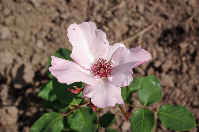Dainty Bess – Rose-Biblio