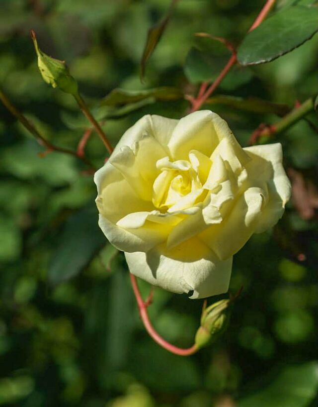 Isabella Sprunt – Rose-Biblio