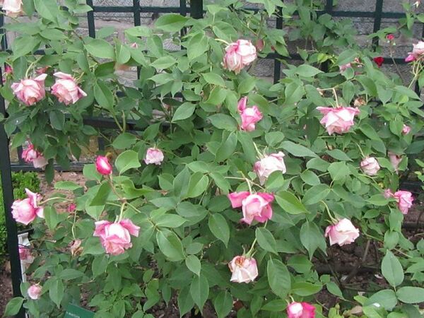 Anna Jung – Rose-Biblio