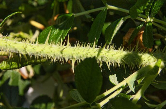 Blanka,Park Průhonice 3-2-w.jpg