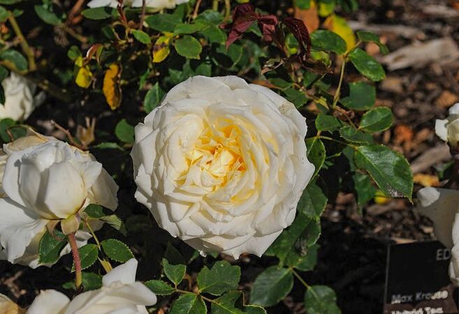 Edith Krause, San Jose Heritage Rose Garden 3-w.jpg