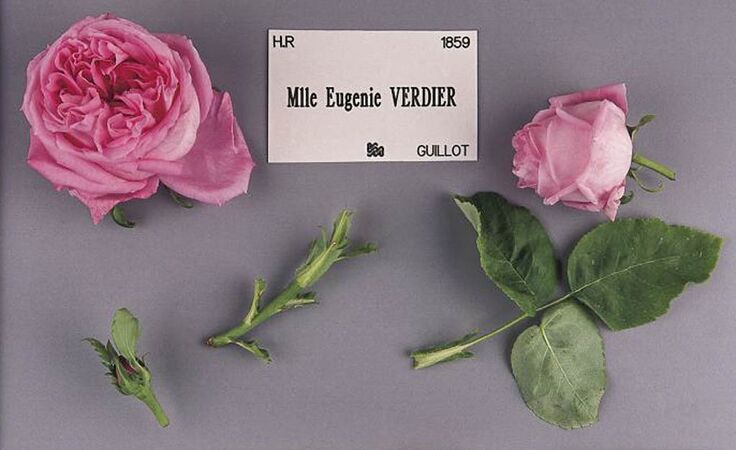 Mlle Eugénie Verdier, Stéphane Barth, L'Haÿ 1-2-w.jpg