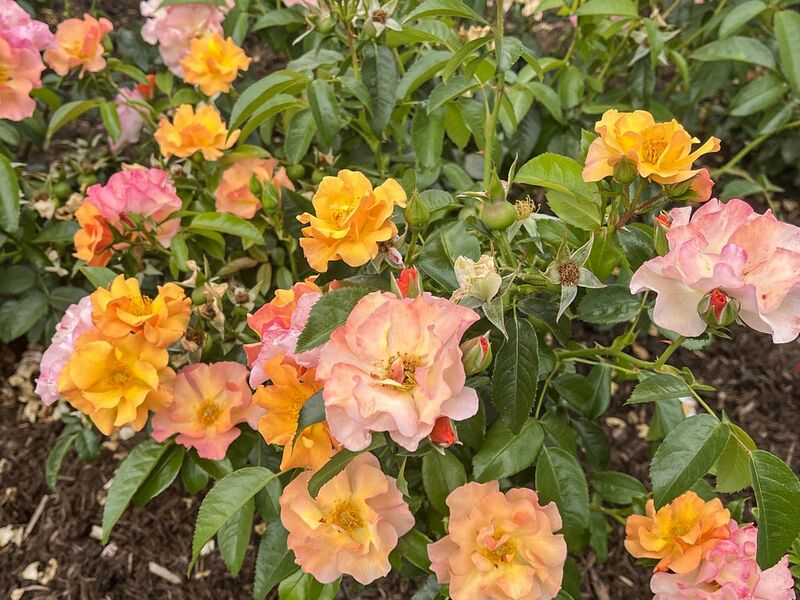 Datei:A Rose4All, Lens Roses 1-2-w.jpg