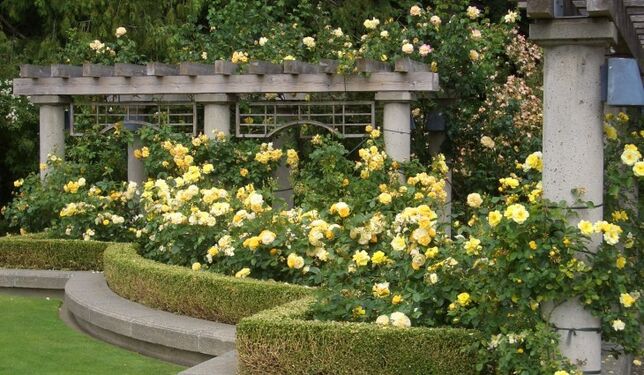 Portland rose-test-garden-portland-oregon-best-time-to-vis-730x425.jpg