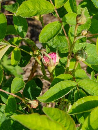 Agathe de Saint-Caprais-de-Blaye (1)-2-w.jpg