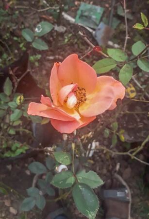 Flame of my Heart, Girija Viraraghavan 4-2-w.jpg