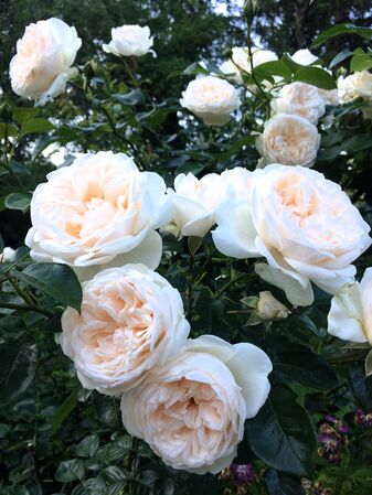 Un des nombreux bouquets de fleurs groupées
