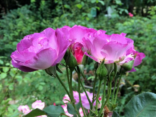 Fleurs se présentant en groupes à la manière des polyanthas