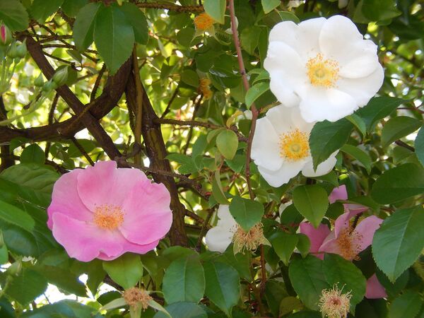 Rosa laevigata rosea, Shiho Izumi, Japan 1.jpg