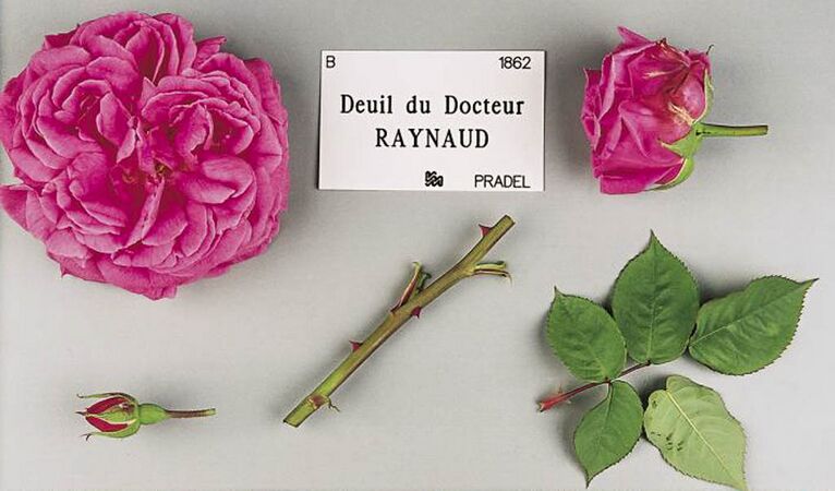 Deuil du Dr. Reynaud, Stéphane Barth, L'Haÿ 2-2-w.jpg