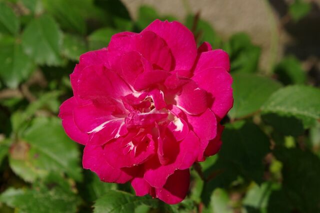 Rubin – Rose-Biblio