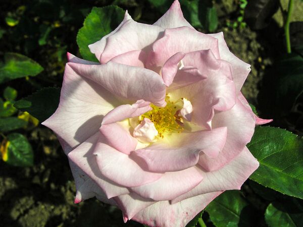 Silverado, Olomouc 1-2-w.jpg