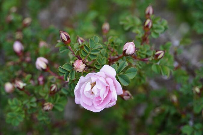 RB Schöne Friesin 2.jpg