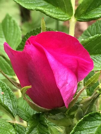 Première rose d'un drageon de Goesnes (Belgique) planté à Walfer (Grand-Duché de Luxembourg) en 2024 (la photo date du 4 mai 2026)