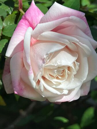 Madame Antoine Mari, Heritage Roses in Australia 5.jpg