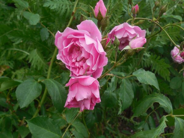 05 Mut. Gloire des Rosomanes 15.06.23 18.o4h.jpg