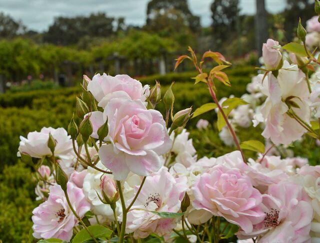 Pink Iceberg – Rose-Biblio