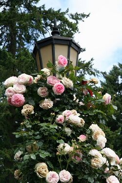Portland International Rose Test Garden4.jpg