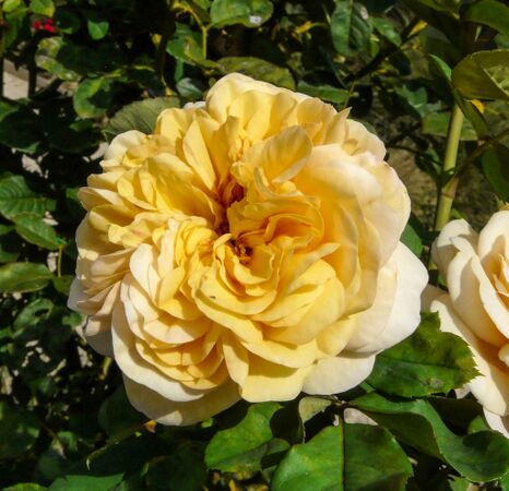 Roselandia, Andrea Moro, Università di Trieste 4-2-w.jpg