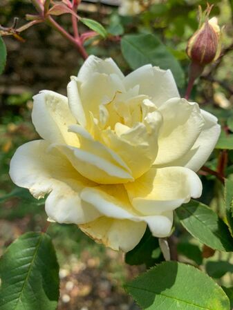 Dream in Cream, Girija Viraraghavan 1-2-w.jpg