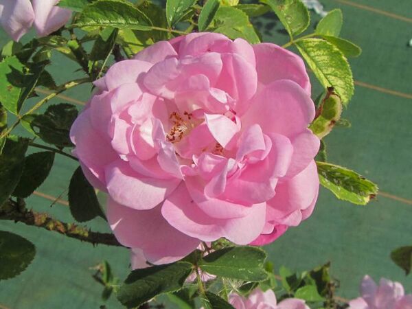 Duchesse de Vallombrosa, Stéphane Barth, L'Haÿ 2-2-w.jpg