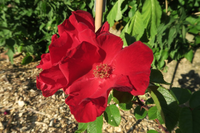 Robusta, Rugosa – Rose-Biblio