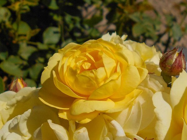 Venus, Salicyna, Szczecin, Polen 5-2-w.jpg