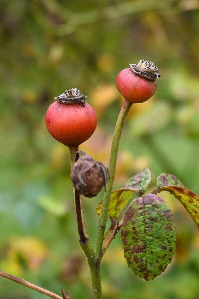 Datei:DSC 6130-2-w.jpg