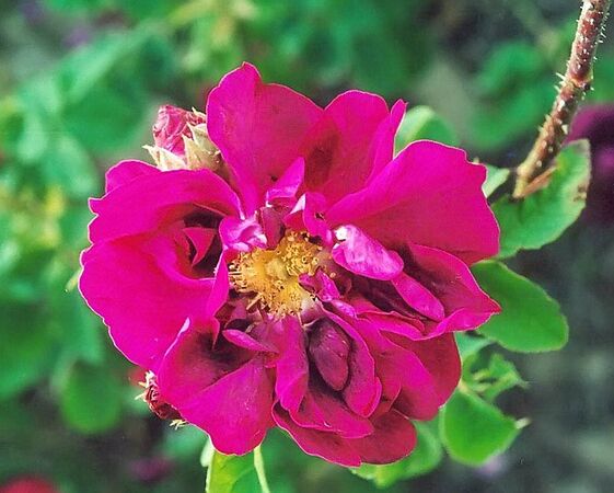 Rosa gallica conditorum filtered-3-g.jpg