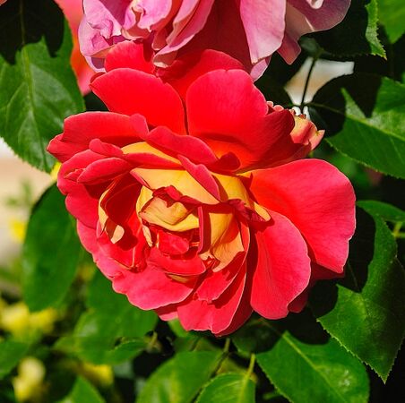 Condesa de Sástago, Masha 5-2-w.jpg