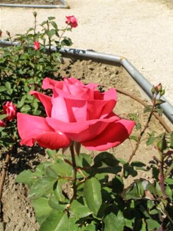 Rocio Elias, Amics de les Roses 1-2-w.jpg