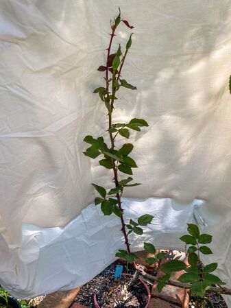 Rose d'Amour, Pat Toolan (4)-2-w.jpg