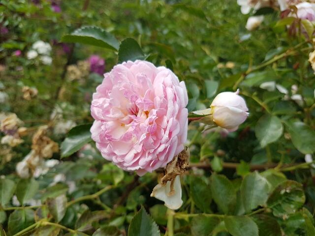 Claude Rabbe – Rose-Biblio