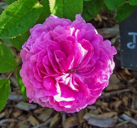 Louis Vibert de Montsecret - GE La Groirie-2-w.jpg