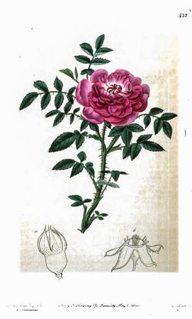 Rosa parvifolia, The Botanical Register-6-w.jpg