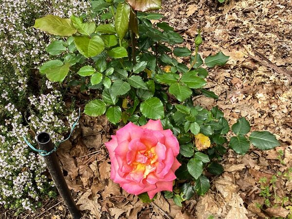 Shot Silk, Patricia Routley-2-w.jpg