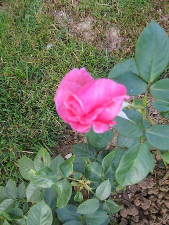 Tino Rossi, Stéphane Barth, L'Haÿ 2-2-w.jpg