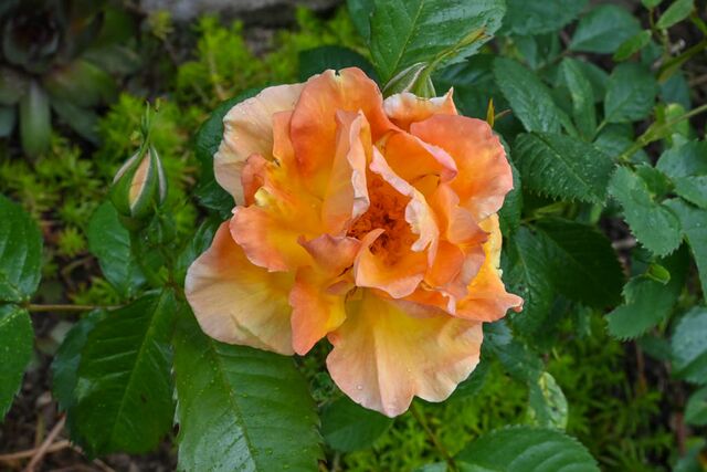 Maigold – Rose-Biblio