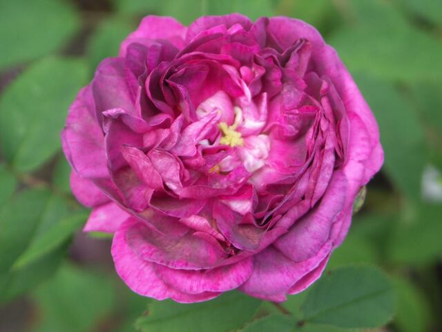 Paquita – Rose-Biblio