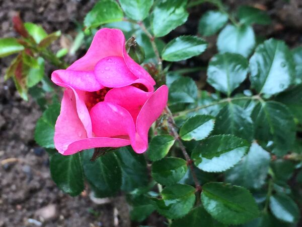Feuillage penné vert-foncé, lustré contrastant bien avec le beau coloris rose des fleurs