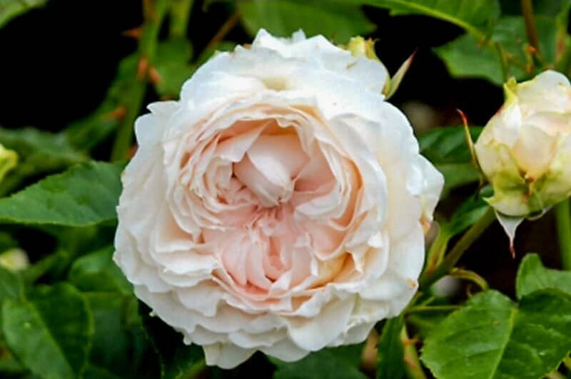 Datei:Yukiwatari, Tatyana Kasyanova 1-1-w.jpg