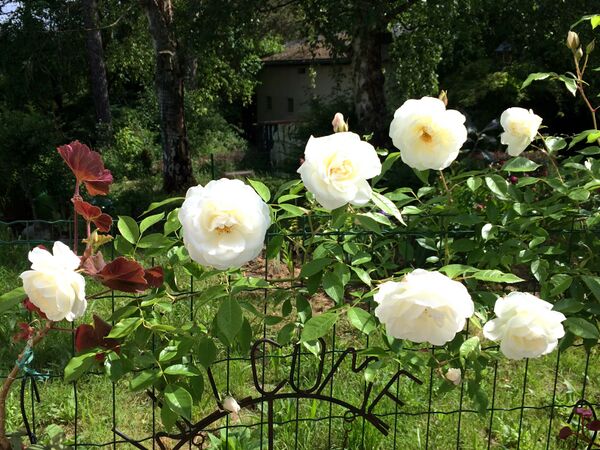 Floraison riche fin mai 2025