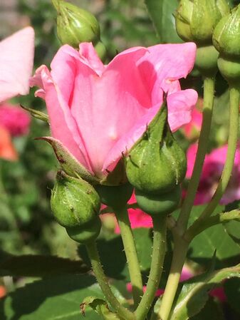 'Close-up' sur quelques boutons floraux