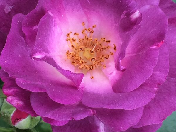 Quelques fleurs présentent des bases de pétales rose-saumon; effet météo?